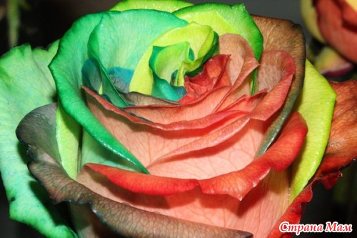 Радужные цветы (Rainbow flowers)