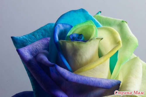 Радужные цветы (Rainbow flowers)