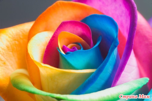 Радужные цветы (Rainbow flowers)