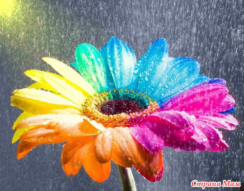 Радужные цветы (Rainbow flowers)