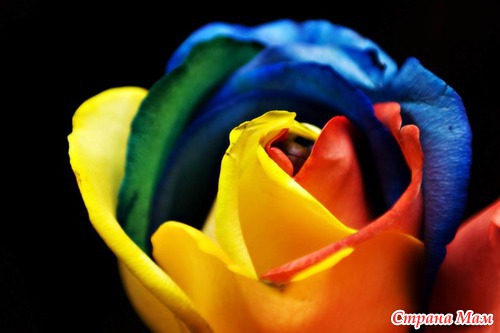 Радужные цветы (Rainbow flowers)