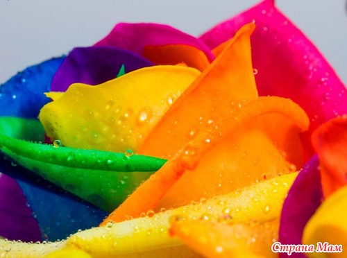 Радужные цветы (Rainbow flowers)