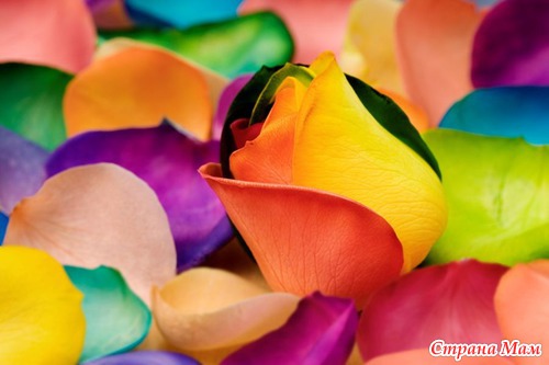 Радужные цветы (Rainbow flowers)