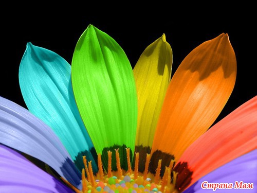Радужные цветы (Rainbow flowers)