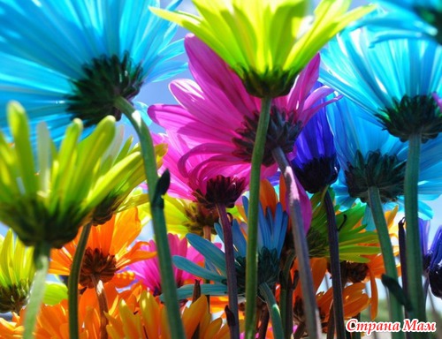 Радужные цветы (Rainbow flowers)
