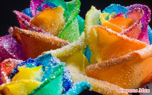 Радужные цветы (Rainbow flowers)