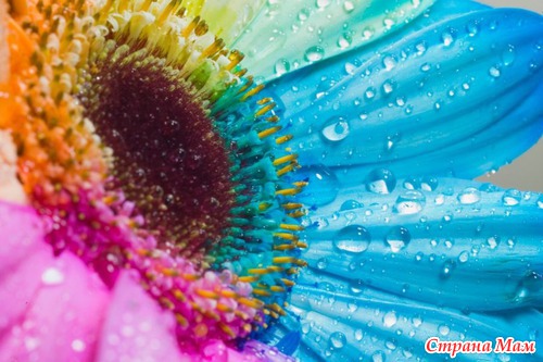 Радужные цветы (Rainbow flowers)