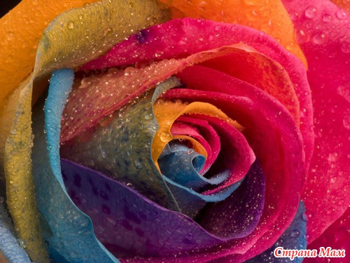 Радужные цветы (Rainbow flowers)