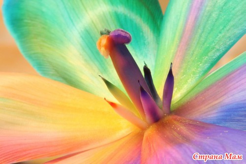 Радужные цветы (Rainbow flowers)