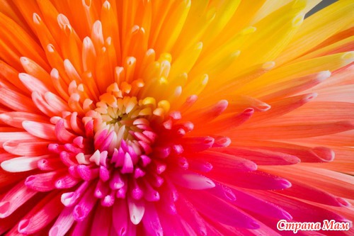 Радужные цветы (Rainbow flowers)
