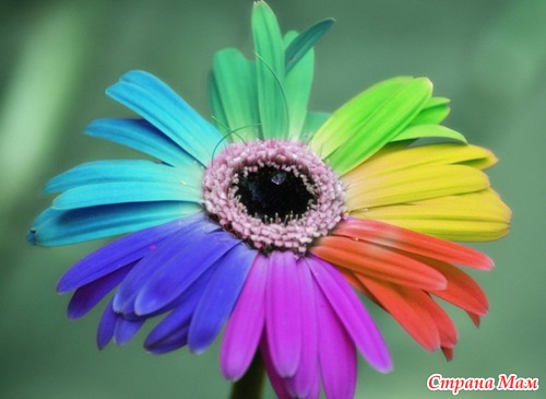 Радужные цветы (Rainbow flowers)