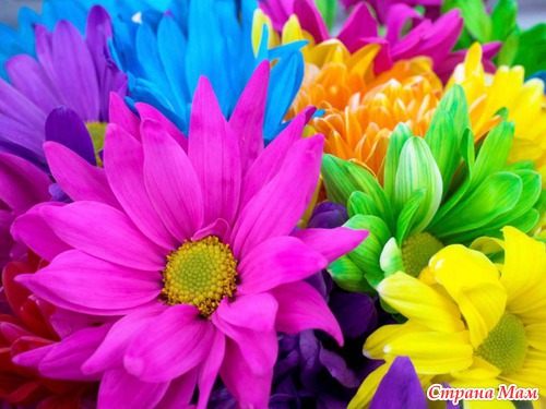 Радужные цветы (Rainbow flowers)