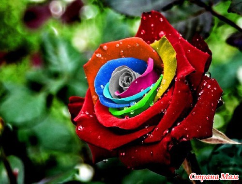 Радужные цветы (Rainbow flowers)