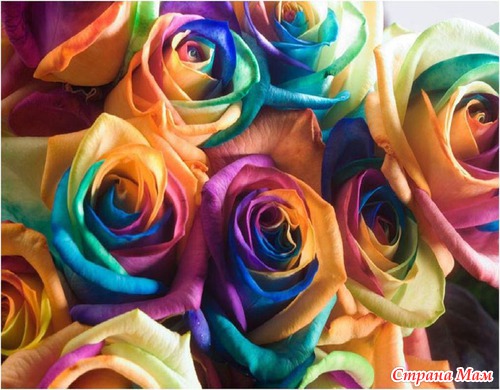 Радужные цветы (Rainbow flowers)