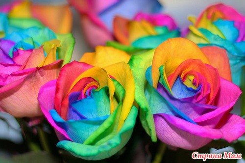 Радужные цветы (Rainbow flowers)