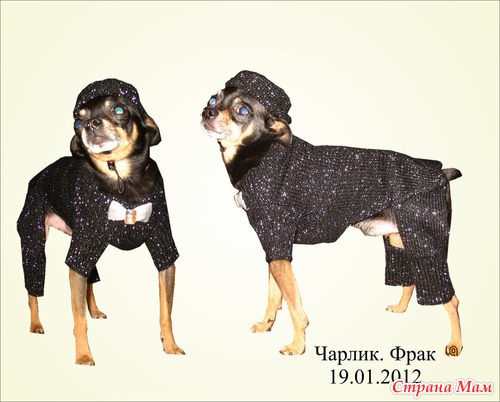 Фрак для Чарлика