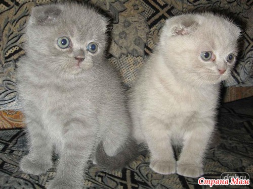 Шотладские вислоухие котята. Красавчики!!