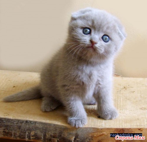 Шотладские вислоухие котята. Красавчики!!