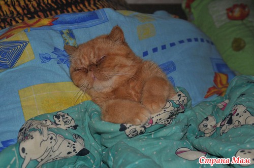 Котэ - улыбнуло!