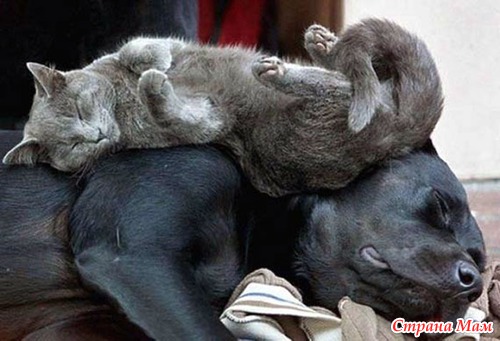 Кошачий релакс