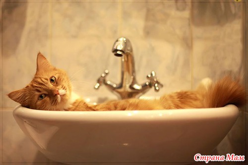 Кошачий релакс