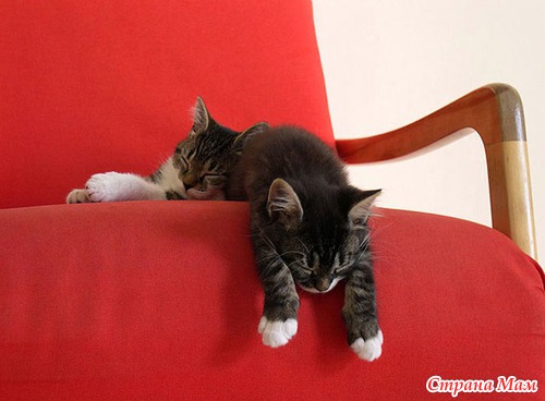 Кошачий релакс