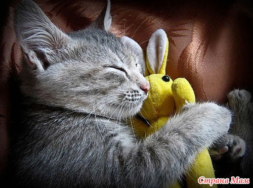 Кошачий релакс