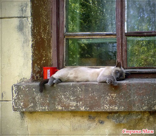 Кошачий релакс