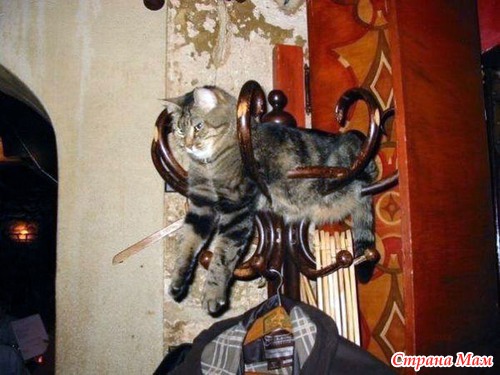 Кошачий релакс
