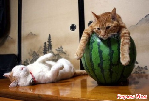 Кошачий релакс