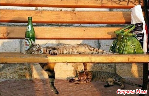 Кошачий релакс