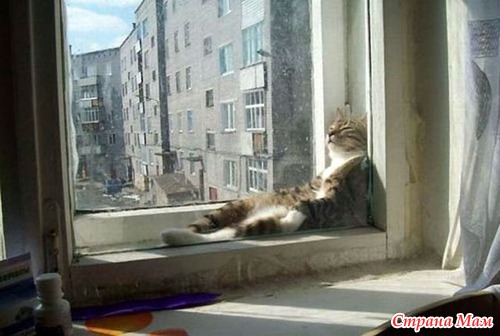 Кошачий релакс