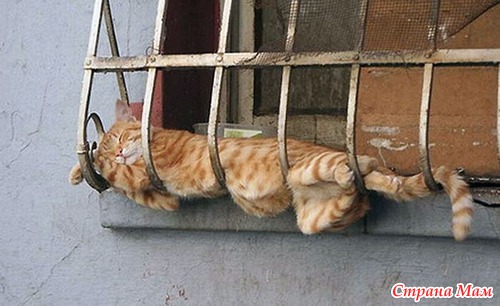 Кошачий релакс