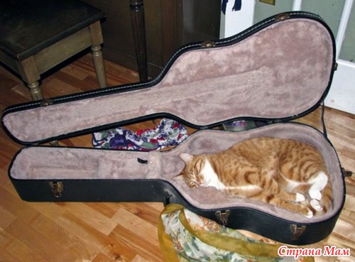 Кошачий релакс