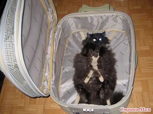 Кошачий релакс