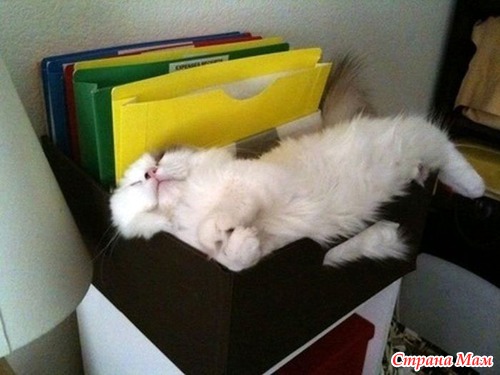 Кошачий релакс