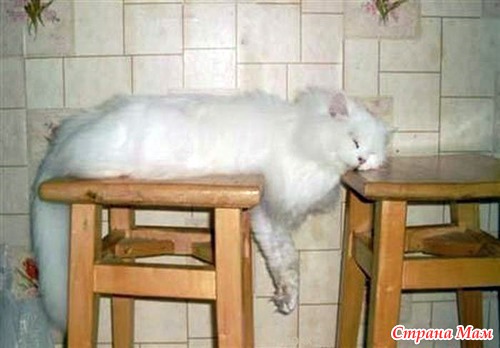 Кошачий релакс