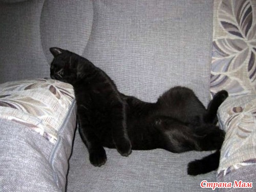 Кошачий релакс