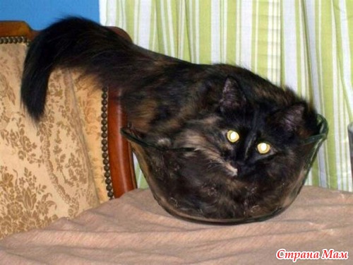 Кошачий релакс