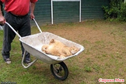Кошачий релакс