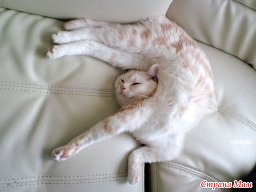 Кошачий релакс