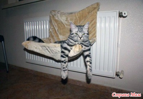 Кошачий релакс