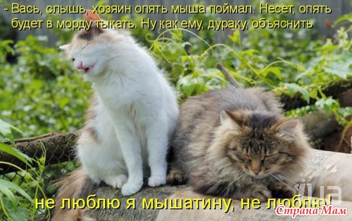 Кошкина радость.