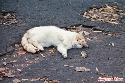Кошкина радость.
