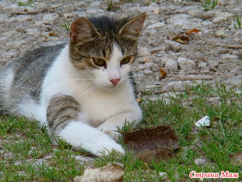Кошкина радость.