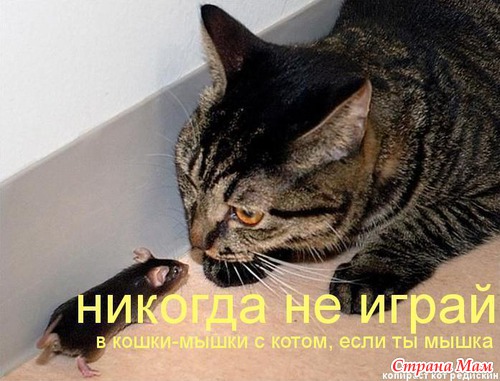 Кошкина радость.