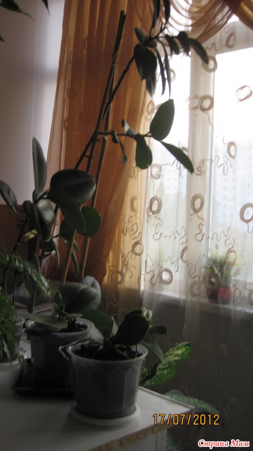 Мои цветики