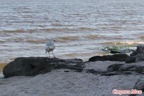 АЗОВСКОЕ МОРЕ (с. ЮРЬЕВКА)