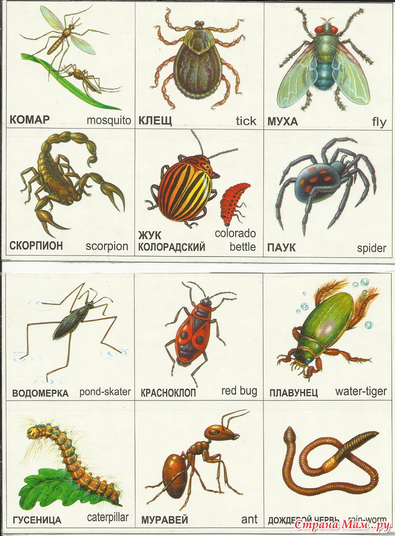 Комаров перевод на английский. Насекомые для дошкольников. Изображение насекомых для детей. Картинки насекомых с названиями. Насекомые. Карточки.