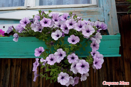 Наши деревенские каникулы